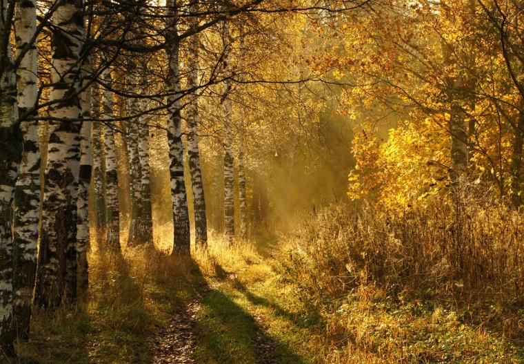 Утро в осеннем лесу