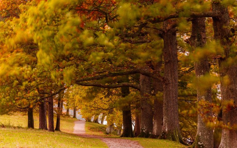 Осенний лес для фотошопа