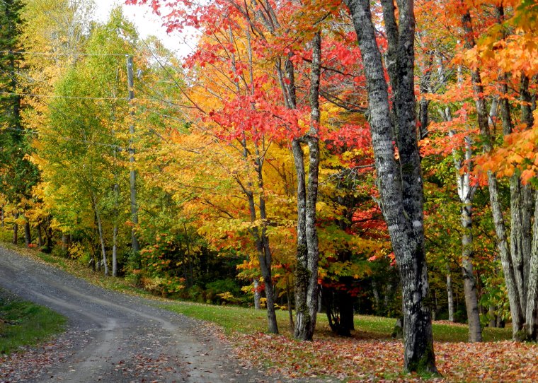 Природа лес осень