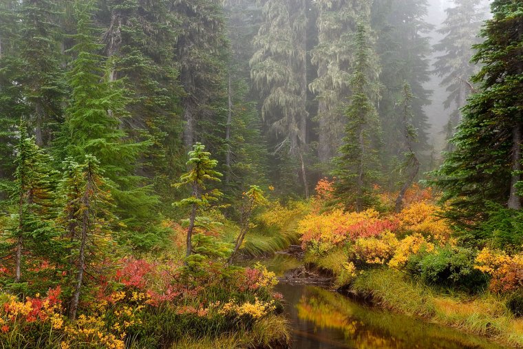 Осень в еловом лесу