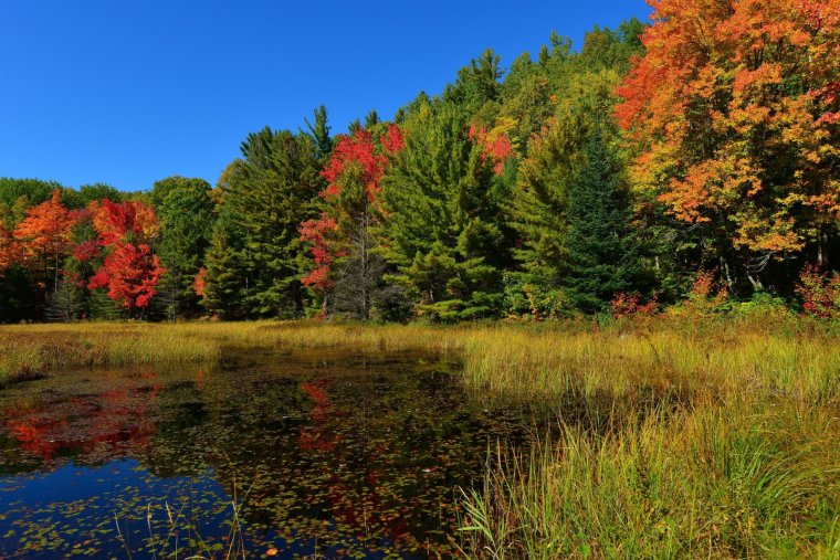 Смешанный лес Нижегородской области