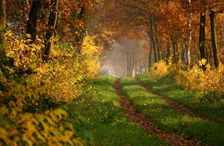 Ранняя осень в лесу