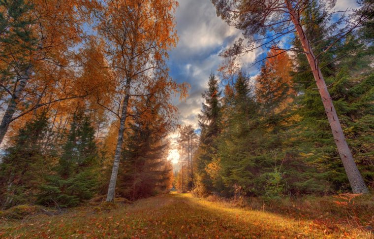 Природа осень лес Поляна