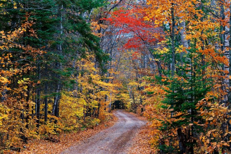 Краски осеннего леса