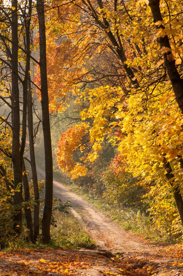 Осень в лесу