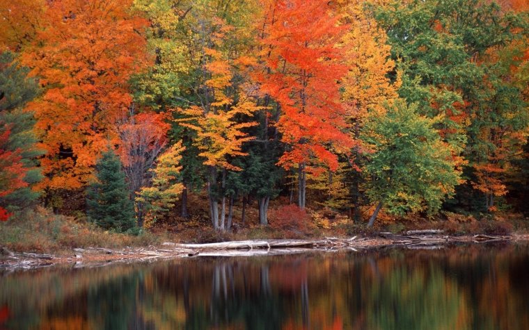 Лес точно Терем расписной лиловый золотой багряный