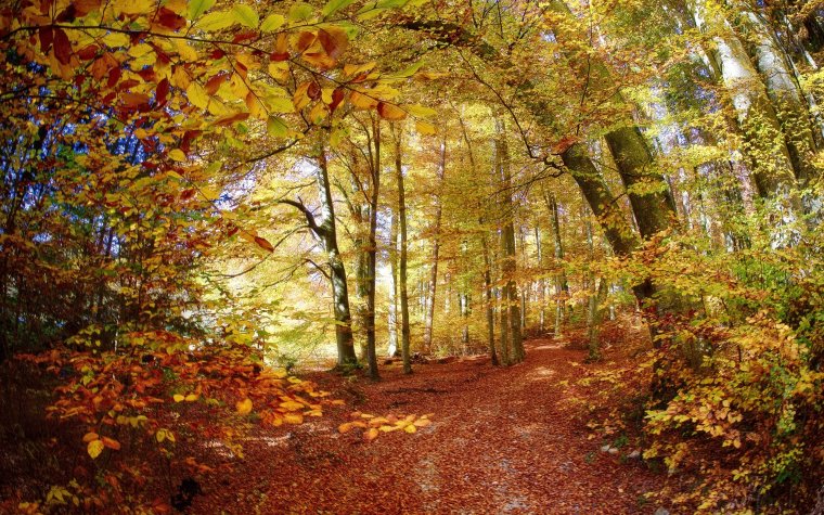 Осенний лес