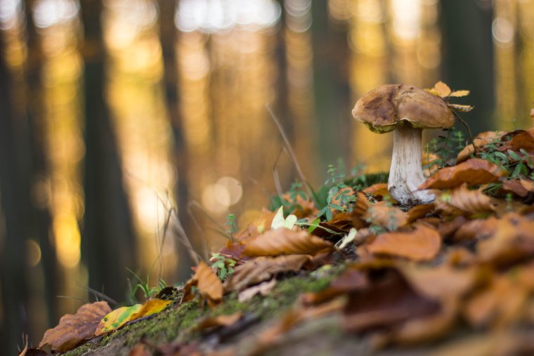 Осенний лес с грибами