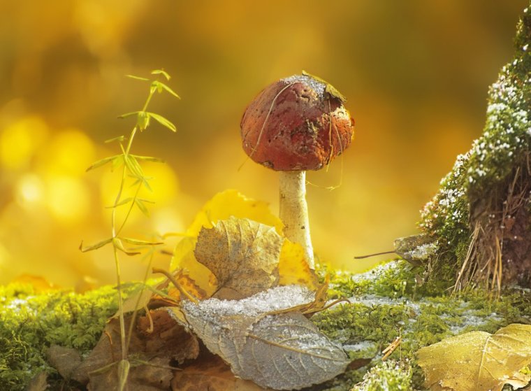 Красивый сказочный гриб