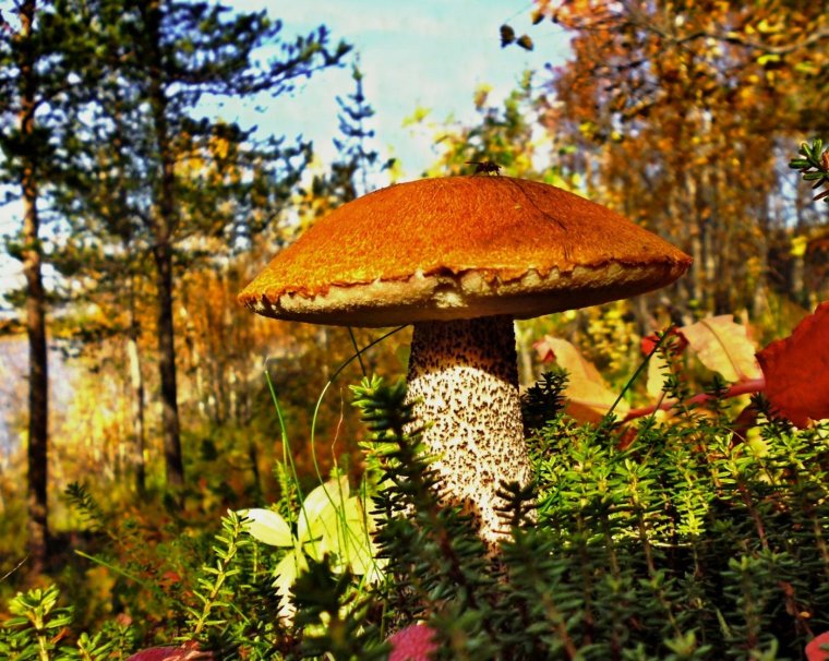 Осиновик гриб Мурманск