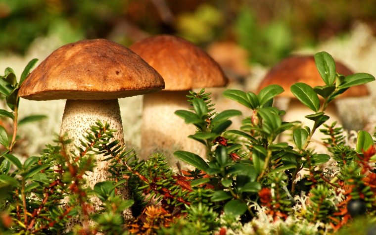 Осенние грибы