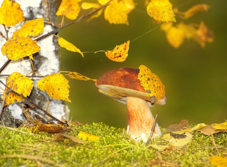 Осень грибы