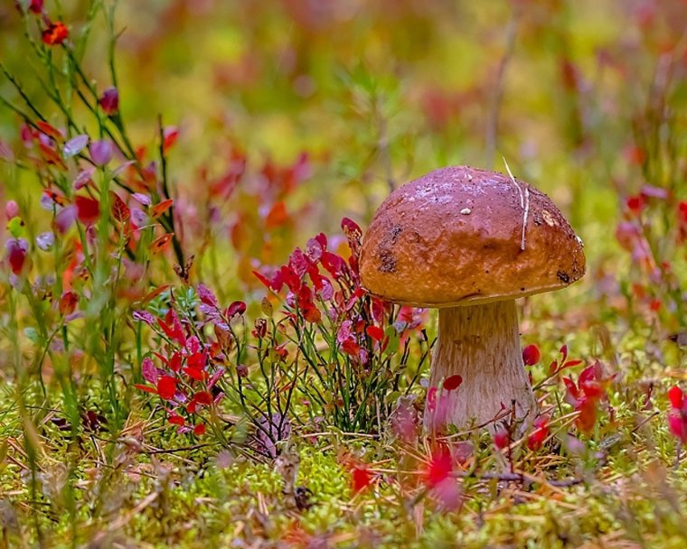 Осенние грибы