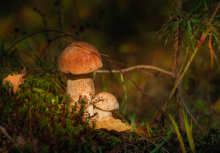 Осень лес грибы