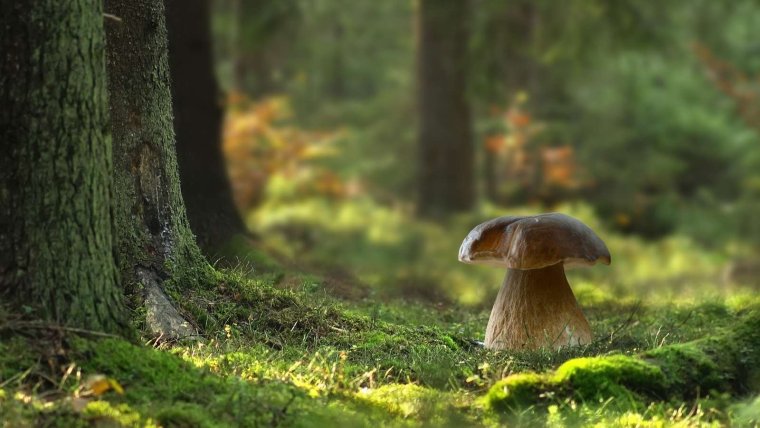 Грибной лес