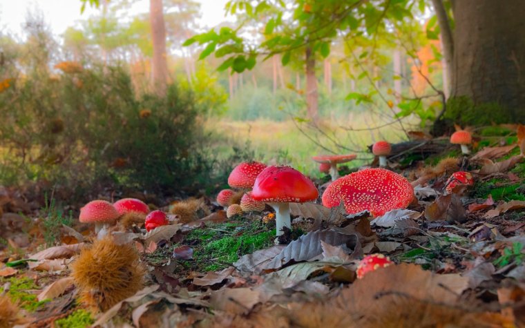 Поляна грибов