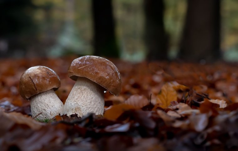 Обои на рабочий стол осень грибы природа