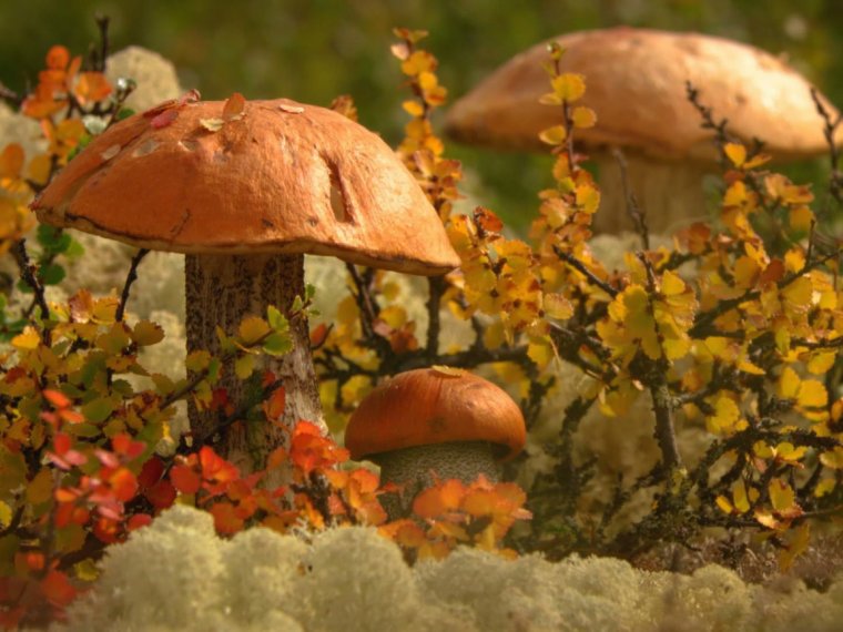 Грибы в сентябре