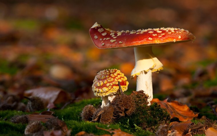 Макросъемка природа грибы