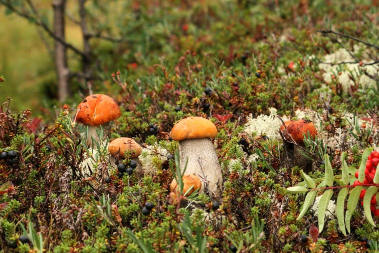 Карелия ягель ягоды грибы