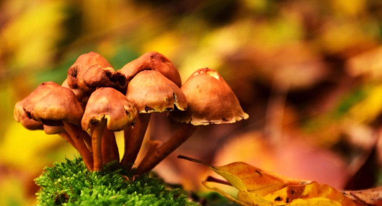 Опята в осеннем лесу на тёмном фоне