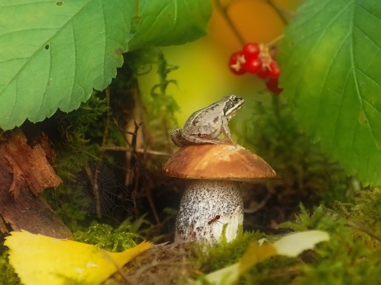 Лягушка на мухоморе