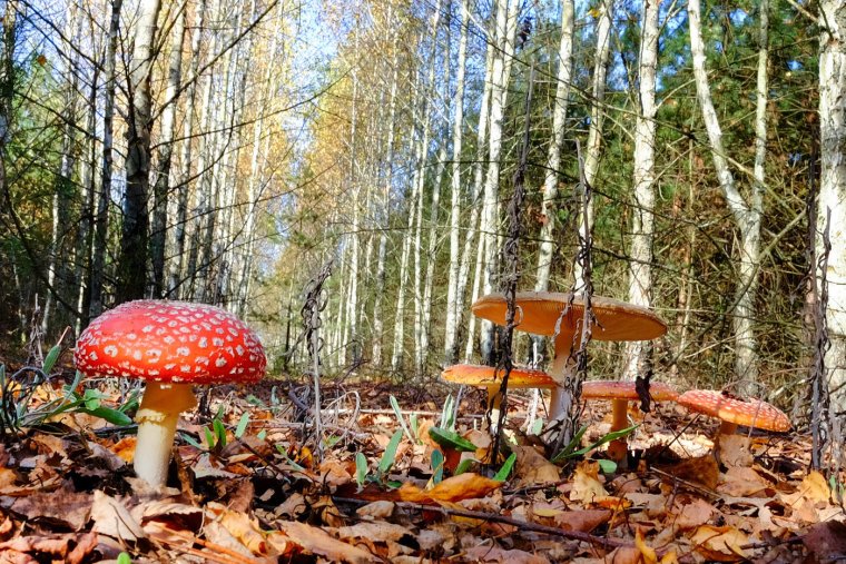 Осенние мухоморы