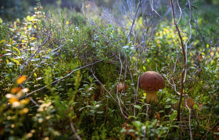 Красивые пейзажи с грибами
