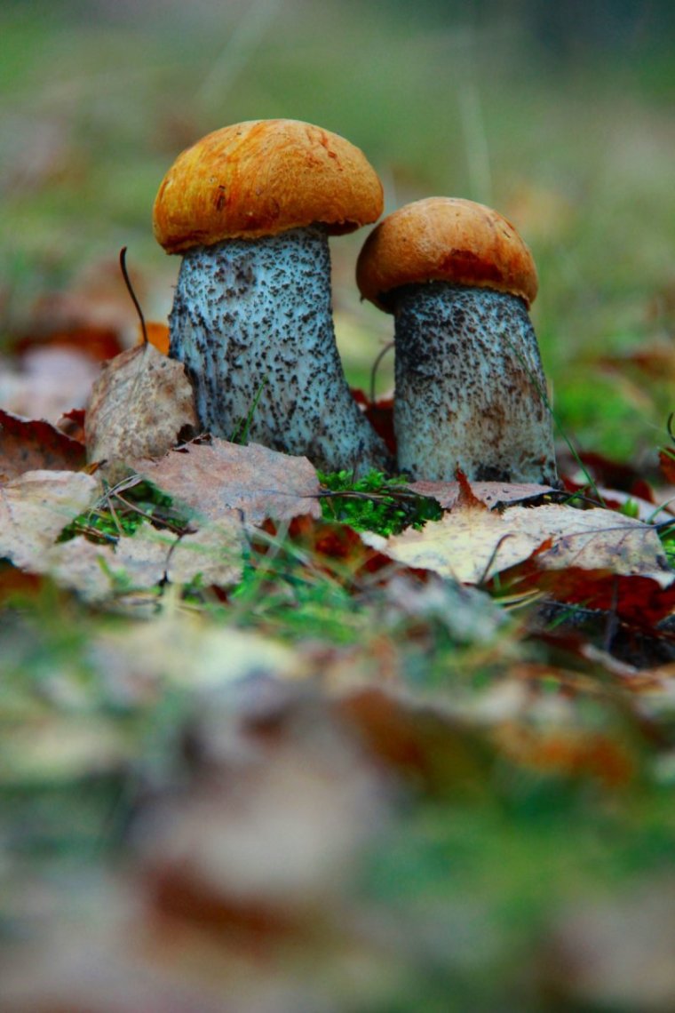 Поляна подосиновиков