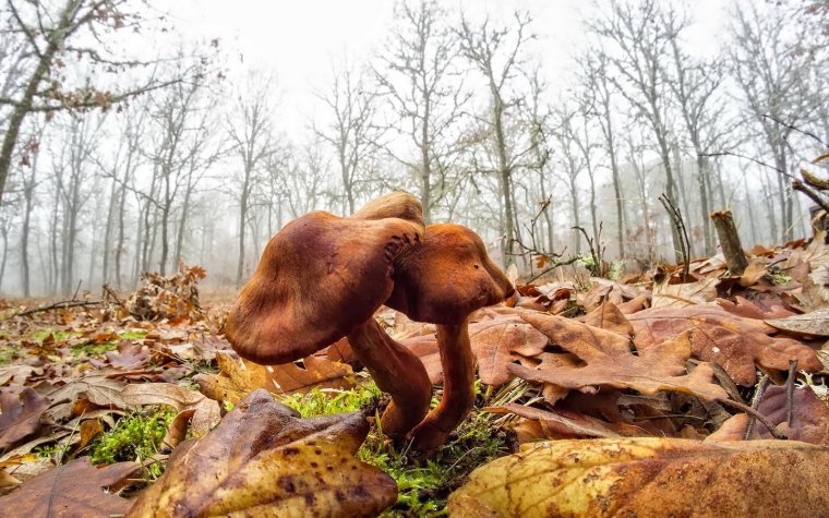 Обои для рабочего стола 1920х1080 лес осень грибы