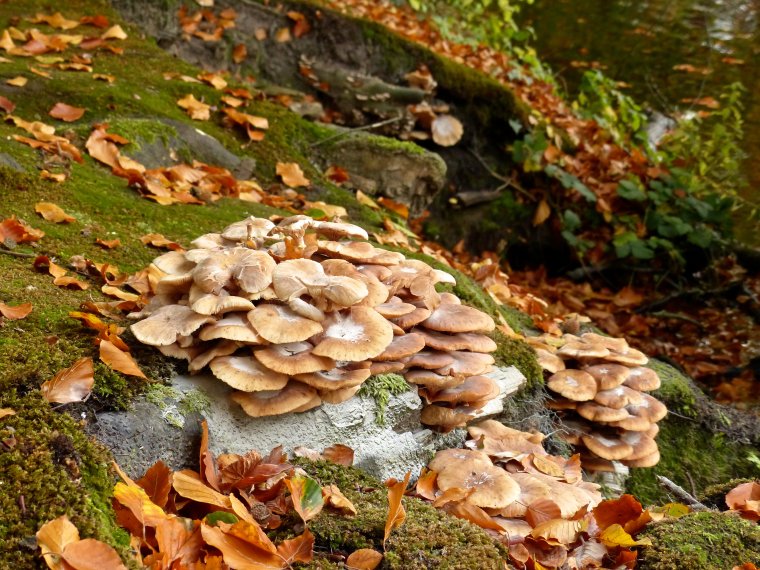 Осенние грибы вешенка Подмосковья