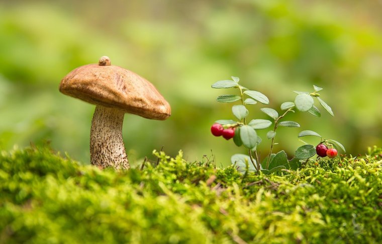 Фотообои грибы