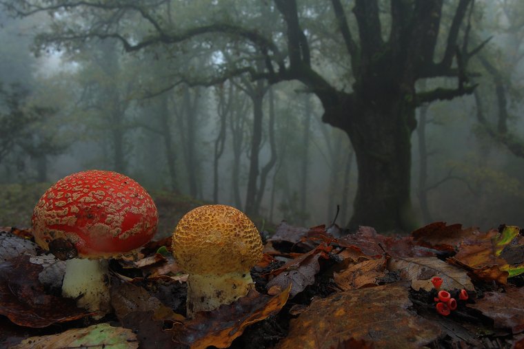 Осень в лесу туман гриб