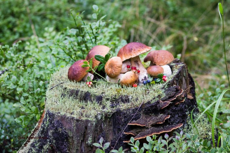Поляна грибов подосиновиков