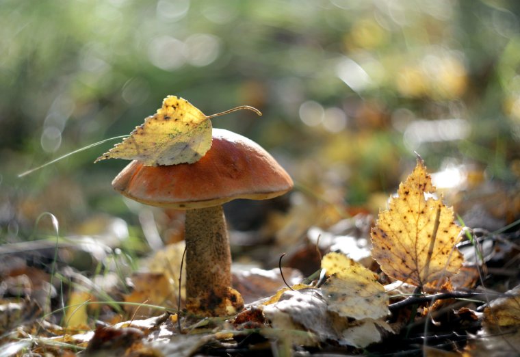 Подосиновики осень