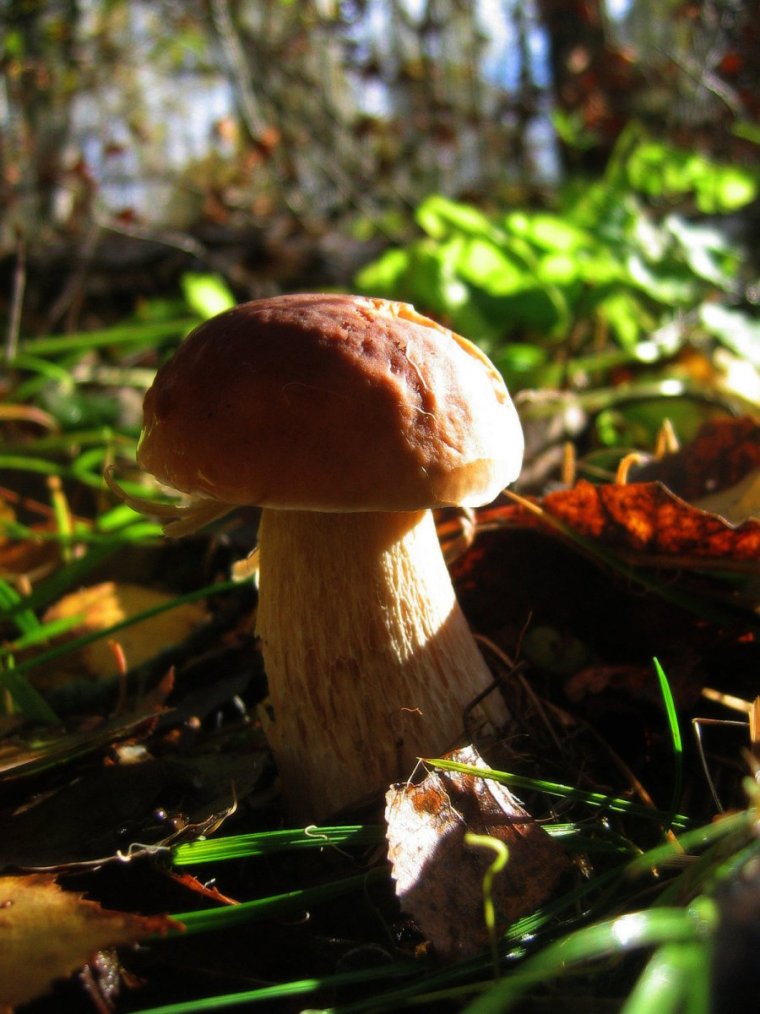 Осенние грибы