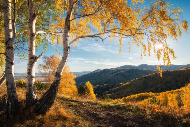 Золотая осень горный Алтай Белокуриха