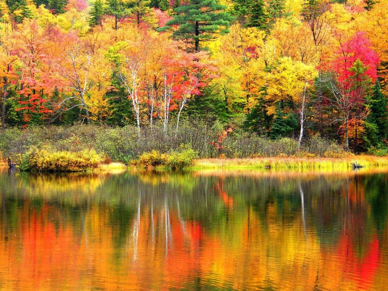 Осенние краски природы