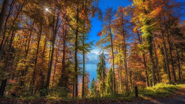 Осень в лесу