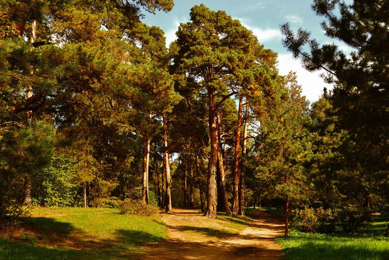 Серебряный Бор Бор Москва