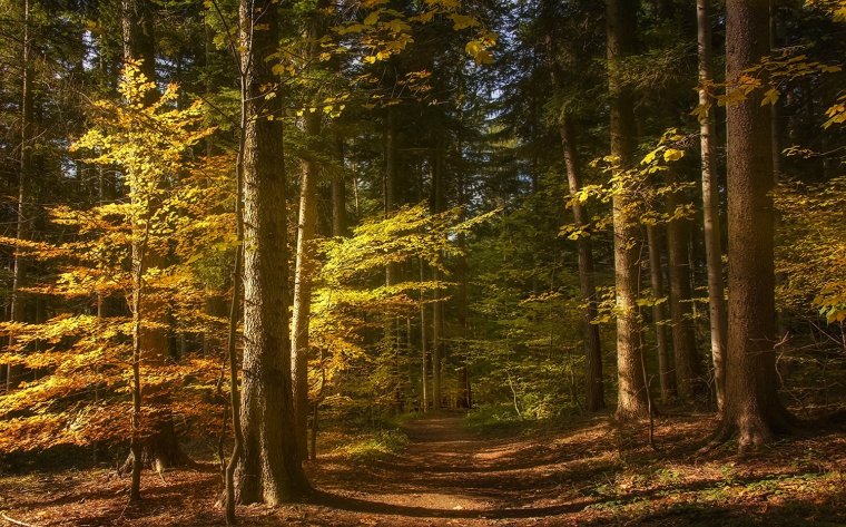 Осенний хвойный лес