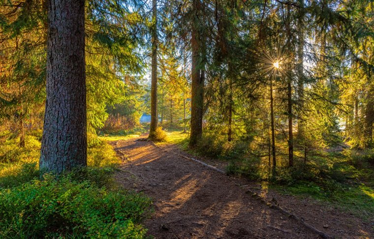 Лес еловый Бор Солнечный