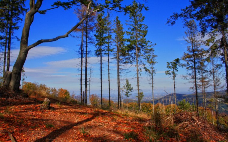 Сосновый лес осенью