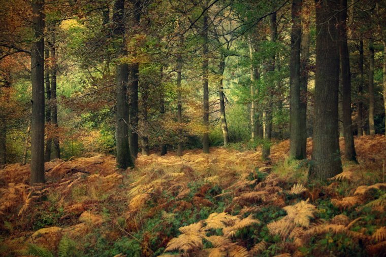 Осенний хвойный лес