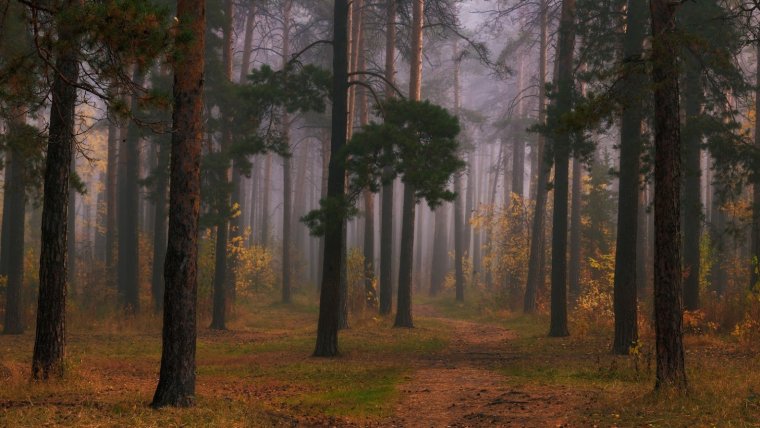 Осенний лес Сосновый Бор