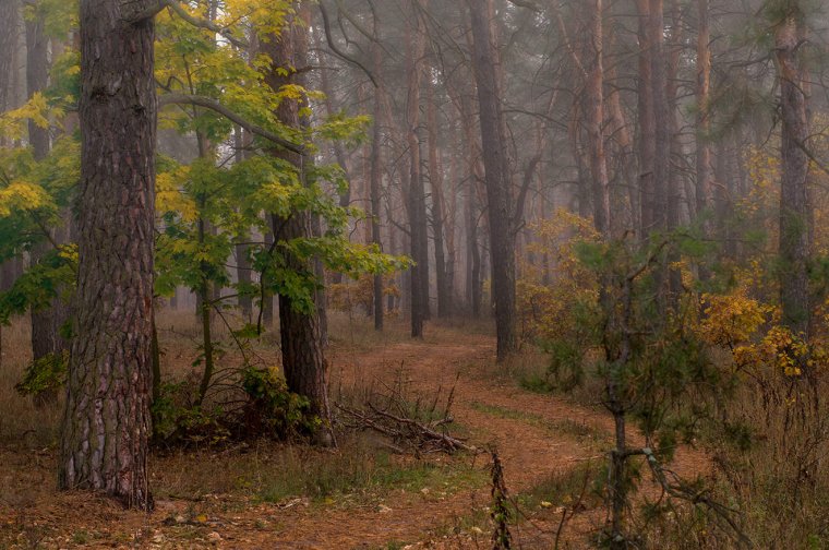 Осенний Сосновый Бор