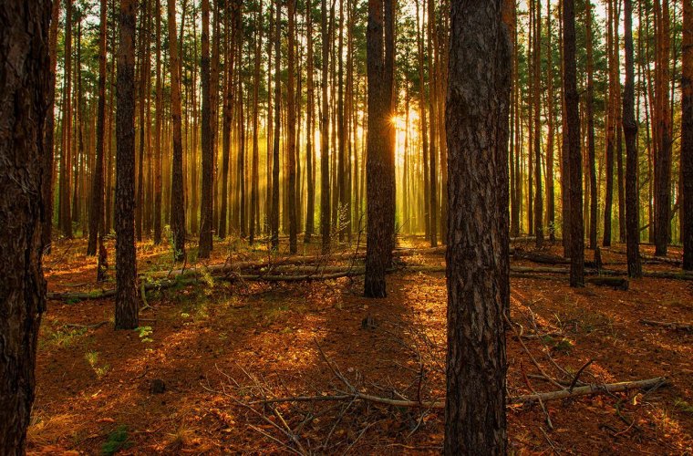 Лес еловый Бор Солнечный