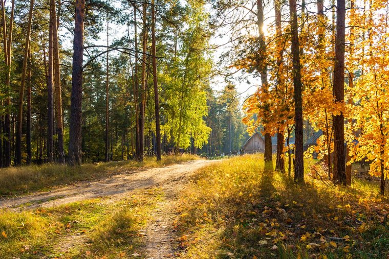 Осень Сосновый Бор Ленинградская область