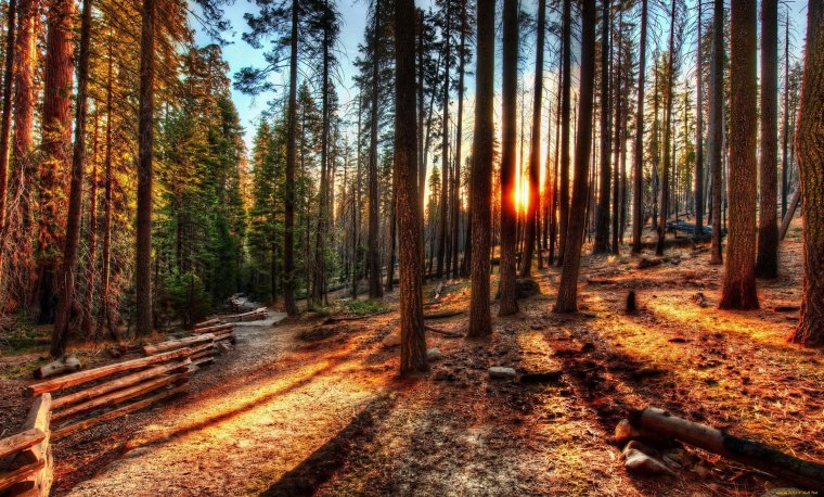 Сопохский Бор