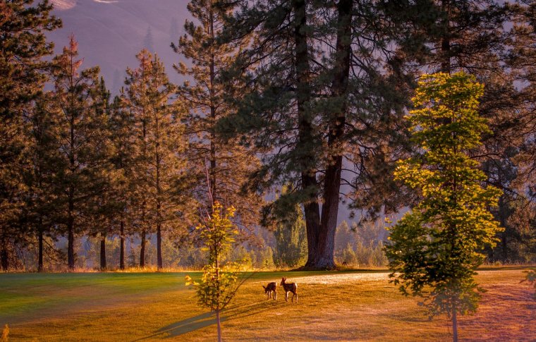 Осенний лес над поляной